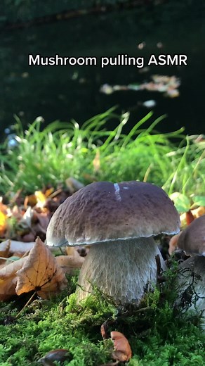 Porcini / Penny Bun - Boletus edulis. An edible mushroom famous for its uses in Italian cuisine :) #mushroom #foraging #asmr