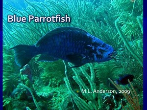 Blue Parrotfish - SlideServe