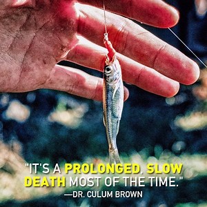 Do fish feel pain? | PETA (People for the Ethical Treatment of Animals)