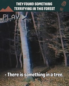 1M views · 266 reactions | Do You Know The World's MOST Haunted Forest? Like my page to discover my next ADVENTURES! | CodyBuffinton | Facebook