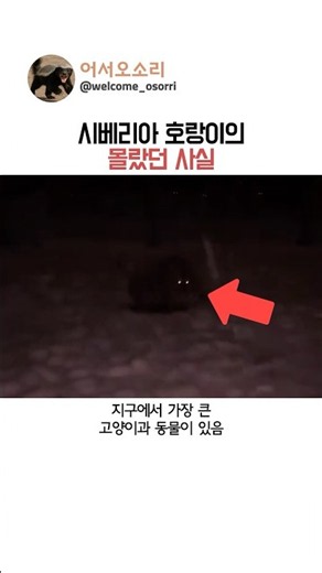 시베리아 호랑이의 몰랐던 사실