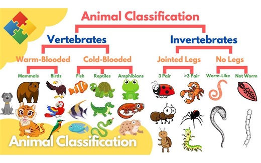 动物分类 Animal Classification for Kids