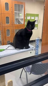 541 reactions · 140 shares | Walk past our cat adoption rooms and...