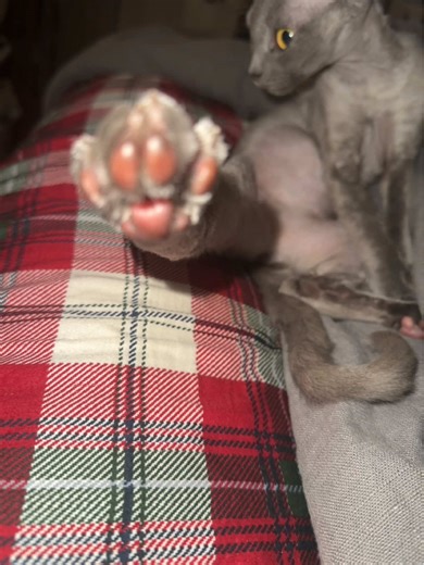 Beanie Weenie: Devon Rex Cats on TikTok