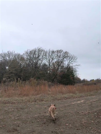 #labrador picking up pheasants on tower shoot