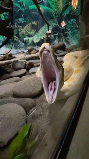 Python swallows a big frog 🐍 🐸 #python #snake #frog #ai #music #nature