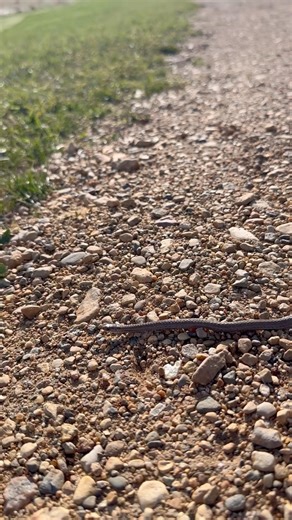 First Garter Snake #shorts #snakes