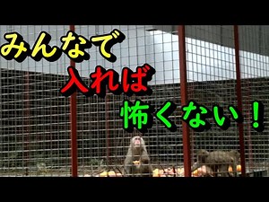 サルが合体！！猿団子！？【猿】【有害鳥獣駆除】【地獄罠】