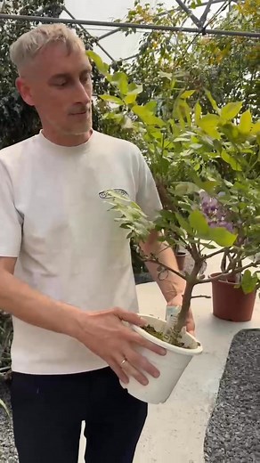 Wisteria Bonsai 🤩🤩🤩 by Oobood Greenhouse 🤩🤩🤩.#indoorplants #plantedeinterior #planteiasi #bonsai | Oobood