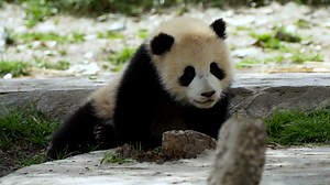 Who has captured the clip of me accidentally slipping, please hand it over. (Can Can’s cub) #cute #funny #HiPanda #CCRCGP #PandaLife For more panda information, please check out: https://en.ipanda.com | iPanda