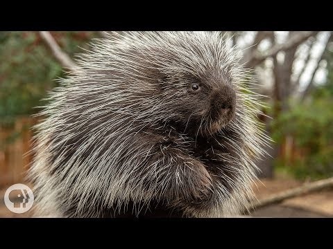 Porcupine Barbs For Better Wound Healing
