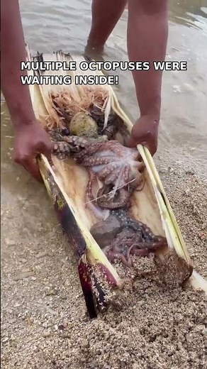 We Found Multiple Octopuses Hidden Inside Bamboo! 🐙🤯