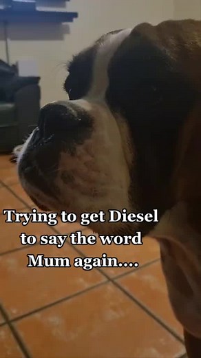 We try to get them to say Mum or Dad ... It happens once in a while lol #dieselpower #dogsoftiktok#viralvideo #blaize@Narusha