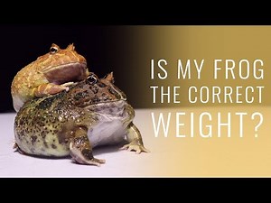How to Tell if Your Pacman Frog is UNDERWEIGHT