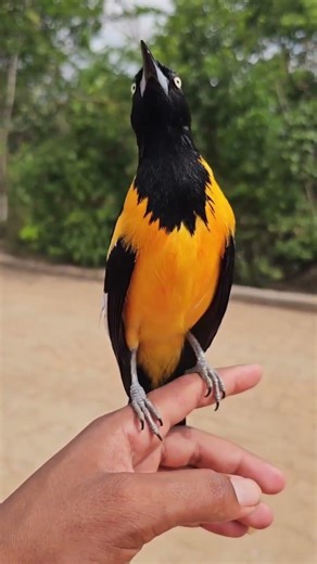 Folclorllanero Punto Com El Portal Musical De Venezuela #folclorllanero #joropoparaelmundo