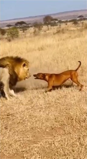 Rhodesian Ridgeback VS Lion