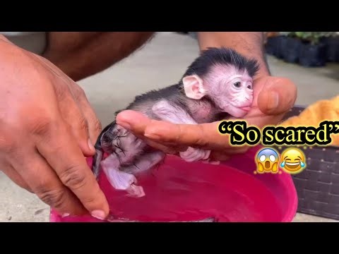 “She’s So Scared of Water… But Watch How Gently I Bathe This Orphan Baby Monkey 🐵🥹💧”