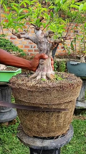 Pruning Akar Bonsai: Tips and Techniques