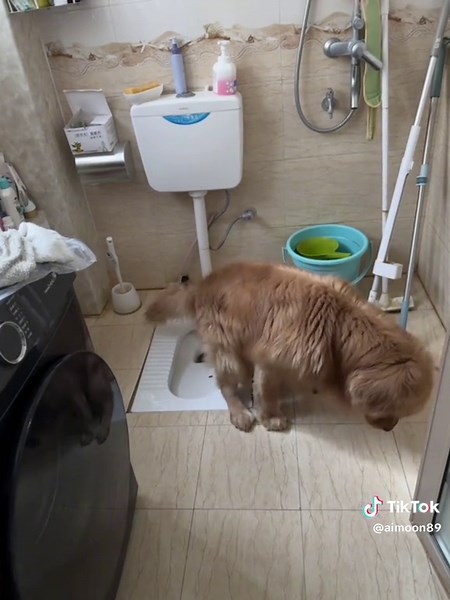 Cute Golden Retriever Videos That Make You Smile