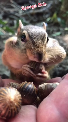 Sponge Bob Collects Fuzzy Acorns for Winter | Heartwarming Video