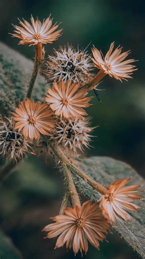 AMAZING Mobile Photography Secrets!