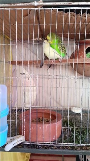 Budgie Breeding and Mating ❤️ || Budgies Parrots Mating #budgies #birds #lovebirds #parrot #shorts