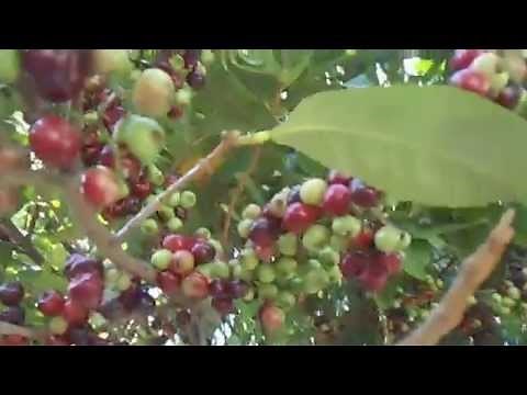 buah SALAM ( Syzygium polyanthum )