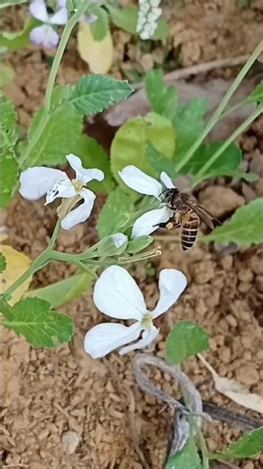 Honey bee insects animals on nature- Động vật côn trùng ong mật. #honeybee, #bee, #insect, #ong