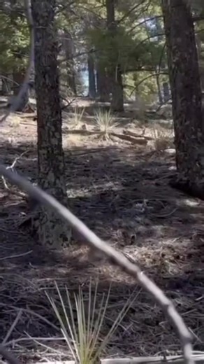 I’m back. @Powerslide Inline Skates @TGR @Red Bull #ski | Inline Skates