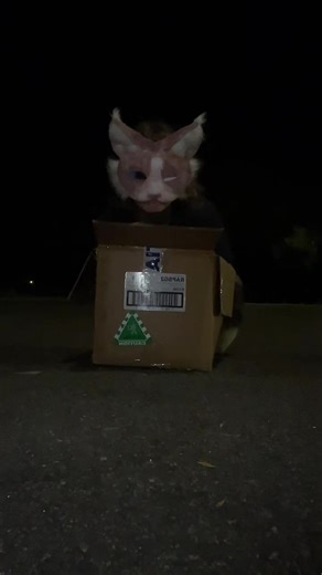 Exploring the Therian and Furry Communities