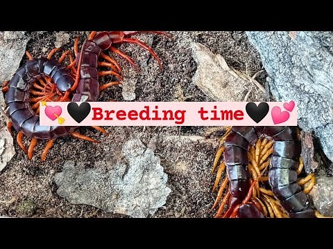How to setup a proper centipede breeding enclosure for success!