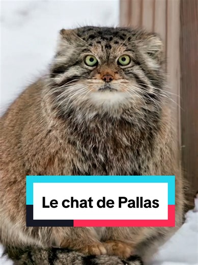 Découvrez le chat de Pallas, un félin sauvage unique !