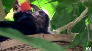 2.6K views · 118 reactions | Our violet turaco chick is growing fast! They have currently fledged, and can be spotted in the upper branches of the trees. Fledging, or leaving the nest or the first time, is a crucial stage for young birds as they grow and become independent birds. #BabyBird #Birds #Syracusezoo #Syracuse #CNY #ConservationInAction #OnondagaCounty #OnondagaCountyParks | Rosamond Gifford Zoo | Facebook