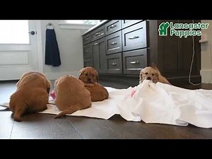 Adorable Miniature Golden Retriever Puppies