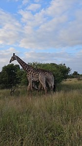 498K views · 3.5K reactions | Watch as these two Male Giraffes get up close and personal on safari #nature #giraffe #wildlife #KrugerPark #safari | Kruger Gone Wild Safaris | Facebook