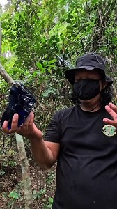 3K views · 33K reactions | HEBOH GEMPAR !!! Penemuan Besar di Abad Ini Bongkahan Batu Berlian Biru Jumbo Berhasil di Temukan di Kwasan Hutan Angker, Diperkirakan Harga Nya Mencapai Ratusan Miliar, SAKSIKAN VIDEO PENARIKAN LENGKAPNYA DI YT KIBUDIK OFFICIAL. #GEMPAR #heboh #PenemuanBesar #batuberlian #berlianbi #berlian #hutanangker | Ki Budik Kamandanu | Facebook