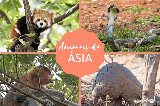 22 ANIMAIS da ÁSIA - Características e FOTOS!