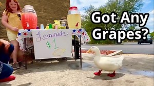 2.3M views · 66K reactions | I took my duck to a Lemonade Stand 閭 | seducktive | Facebook