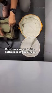 565K views · 65K reactions | How our cats go to the bathroom at the...