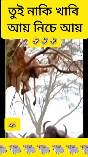 20K views · 46 reactions | আয় খাবি না #reelsfbシ #reelsfypシ #vairal2024 #reelsvideoシ #reelschallenge #viralreelschallenge #OMG #comedy #reels | মোঃ ওমর ফারুক | Facebook