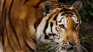 59K views · 1.6K reactions | Ten years in, our objective to save big cats, the ecosystems they roam and the vast biodiversity those ecosystems support hasn’t changed… but the threats facing big cats are pervasive and growing. Please watch our new video, narrated by Academy Award-winning actor Jeremy Irons, and then join us for the next ten years with a donation today. | Panthera | Facebook