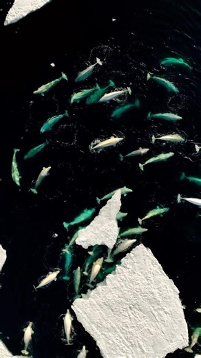 398K views · 36K reactions | Svalbard performing an amazing Beluga ballet. We encountered this incredible beautiful and rare scenery on our @vegaexpeditions phototour last week. | Yves Adams - Nature Photographer | Facebook