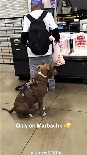 Coolest Dog In San Antonio 🐶😎