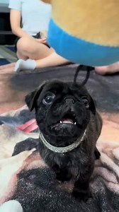 Baby pugs having fun with the family 🐾💝❤️Pug puppies for adoption #pugs #dog #PugLife #petcare #pug #trend #petlover #petlovers #pugpuppies #puglove | Pug puppies for adoption