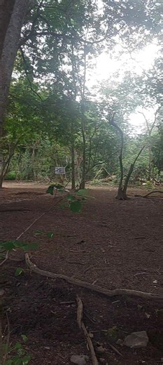 Wisatawan dari kapal pesiar Paspaley Pearl ketika sedang berada di hutan, pulau Komodo. Beberapa komodo tampak lalu lalang. Para pelancong ini sangat senang. Semuanya mengaku ini kali pertama mereka berkunjung ke pulau Komodo, disambut oleh beberapa komodo yang super aktif membuat mereka semakin bertambah kagum dengan binatang kebanggaan Indonesia dan warisan dunia ini. #komodo #pulaukomodo #cruise #reels #videoreels #fyp | Toni P. Bijaksana