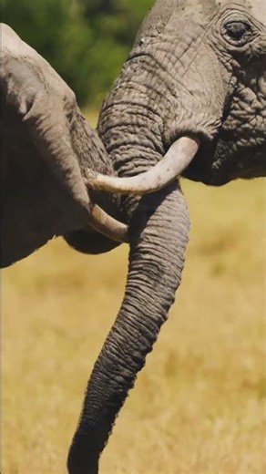 L'un des plus beaux safaris du monde