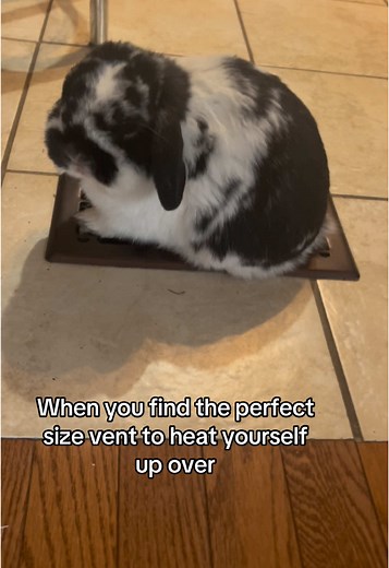 Pablo the Rabbit's Cozy Winter Moments