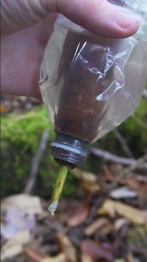 How to make a Cattail Water Filter! #survival