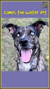 3.2K views · 66 reactions | Meet Camo, the ultimate loyal companion!...