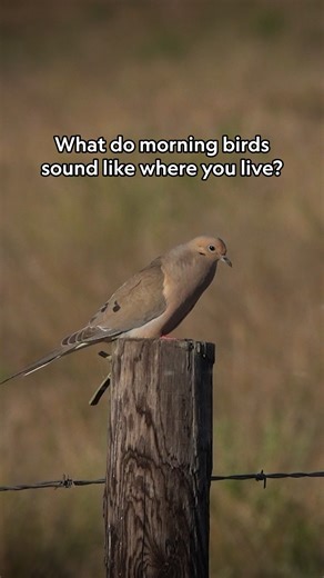 National Geographic on Instagram: "The dawn chorus is the burst of birdsong that erupts just before dawn. 🎶 But why do birds all over the world start singing at this time, and why is it louder in the spring? Learn more about the dawn chorus at the link in bio. Host: @thehalleybee"